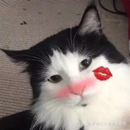 小猫咪打瞌睡，萌态尽显的瞬间