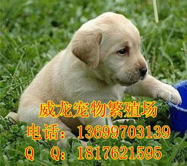 主人取回狗狗，广告与带货的禁令