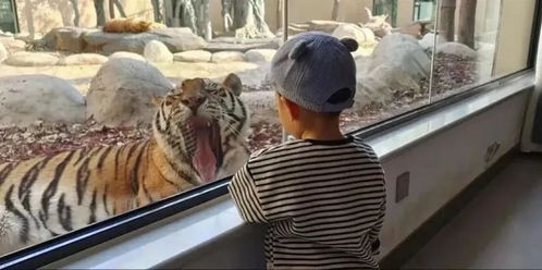 男子入住动物园酒店遭小熊猫意外咬伤事件纪实